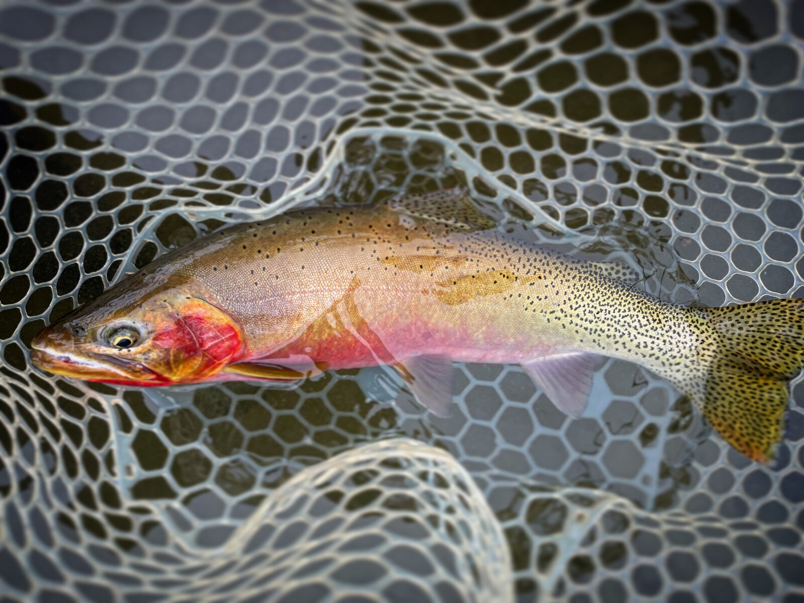 Fly Fishing the Methow River: A Guide to Washington's Cutthroat Country