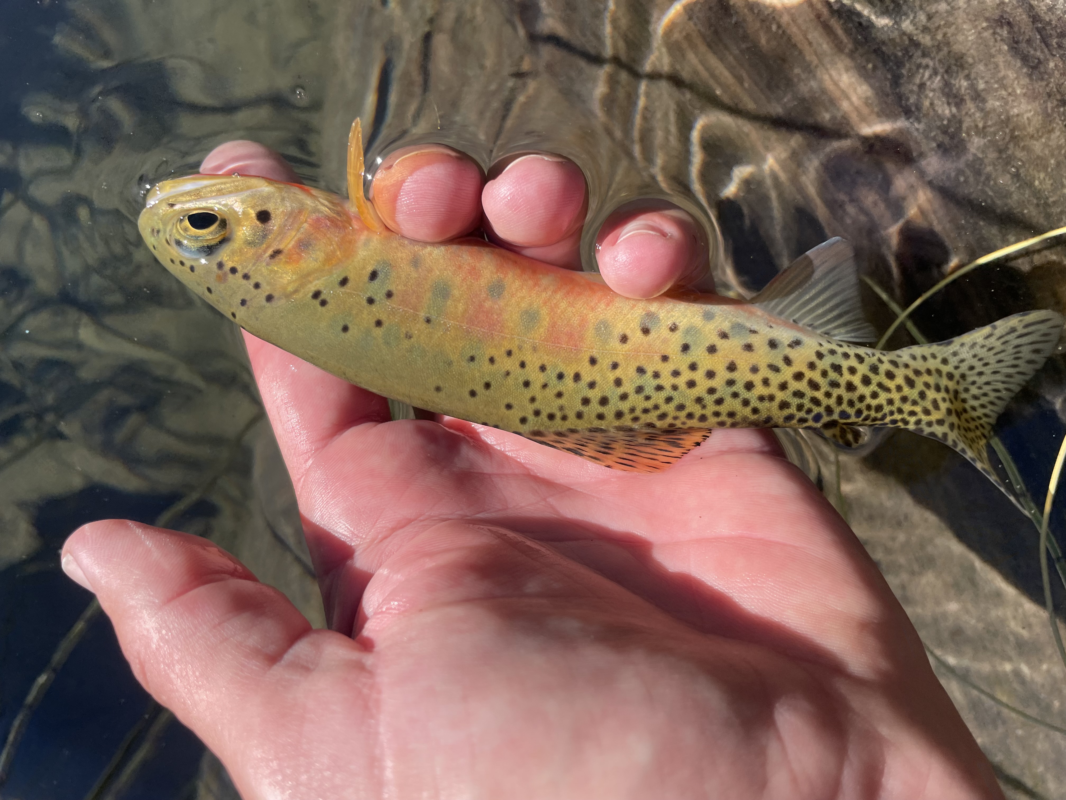 Catching mountain trout