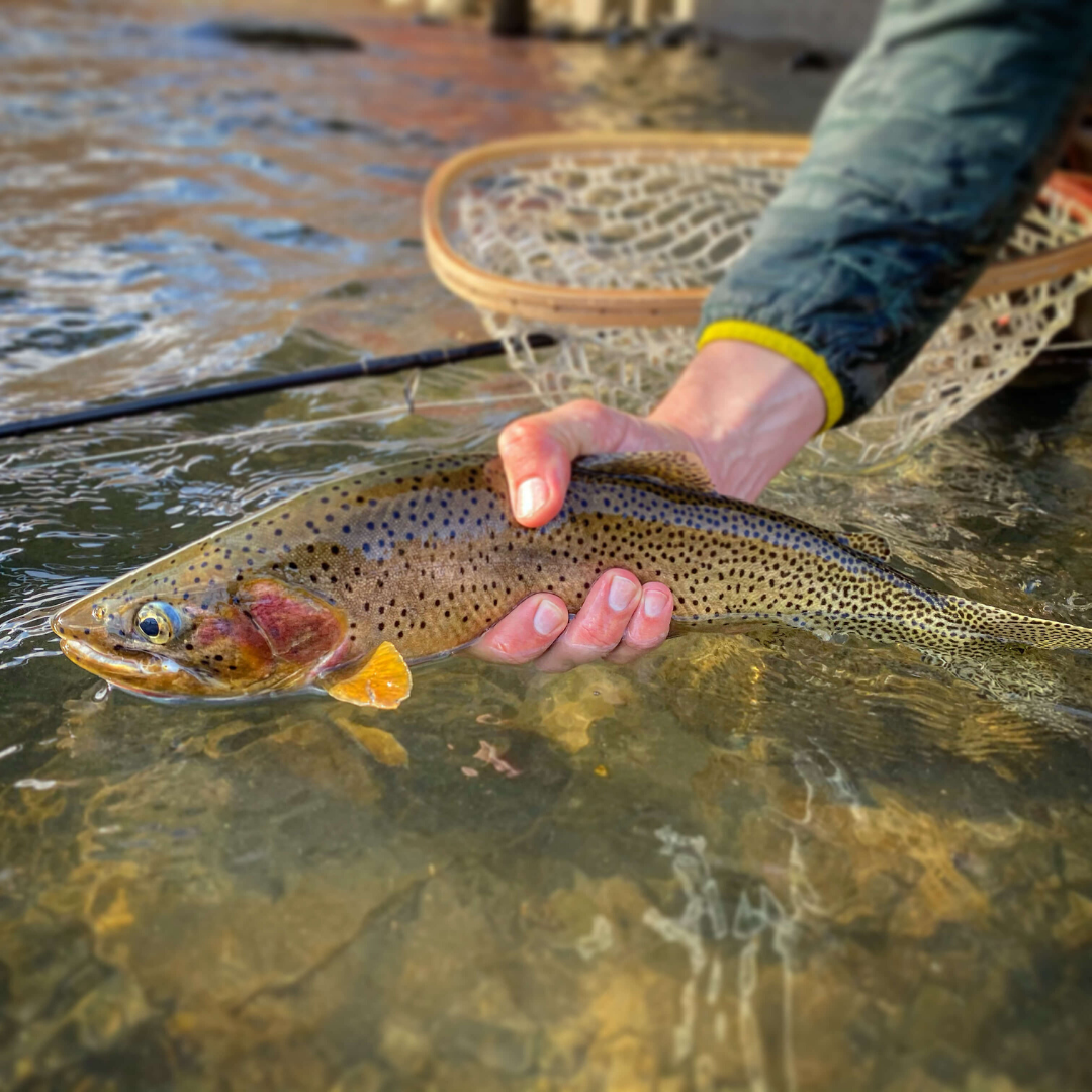 Wenatchee Fly Co. – Fly Fishing Guide Service